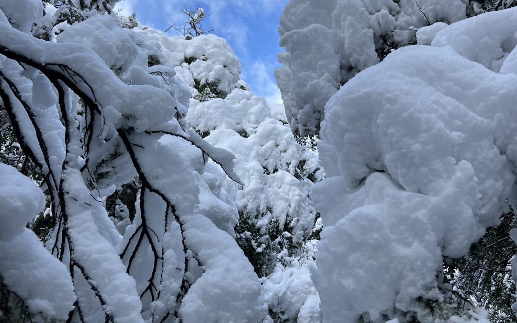 Snow at Arthur's Pass on August 19th