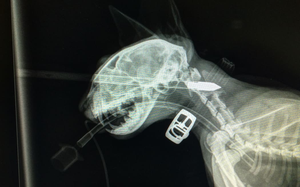 An x-ray of the cat, showing the arrow lodged in its eye.
