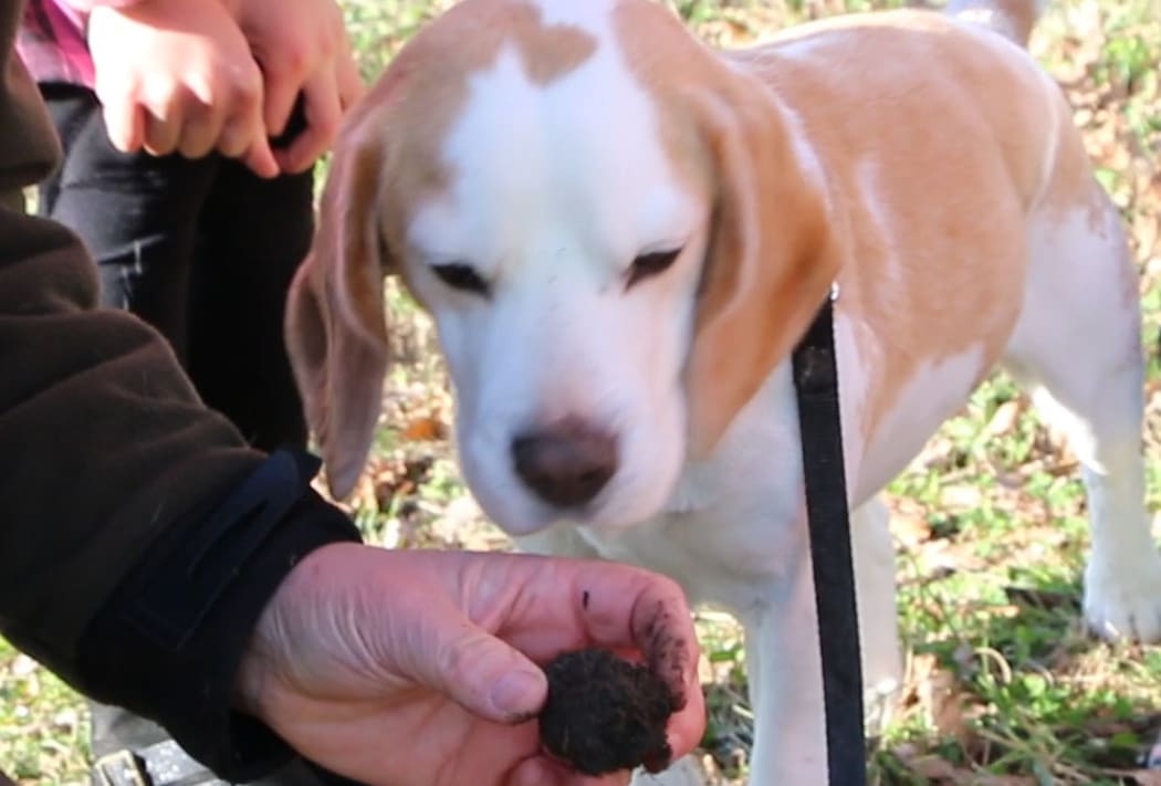 Rosie the truffle dog and one of her finds.