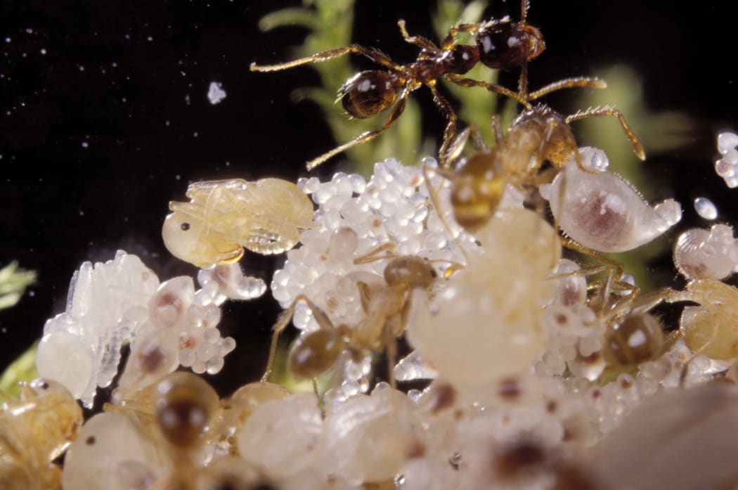 Argentine ants