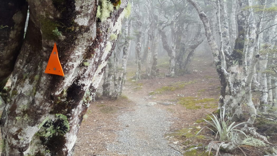 A tramping trail on Mount Robert, Nelson Lakes.