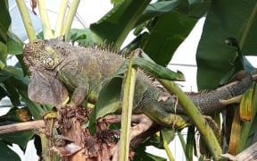 The female green iguana, 8, stolen from Ti Point Reptile Park.