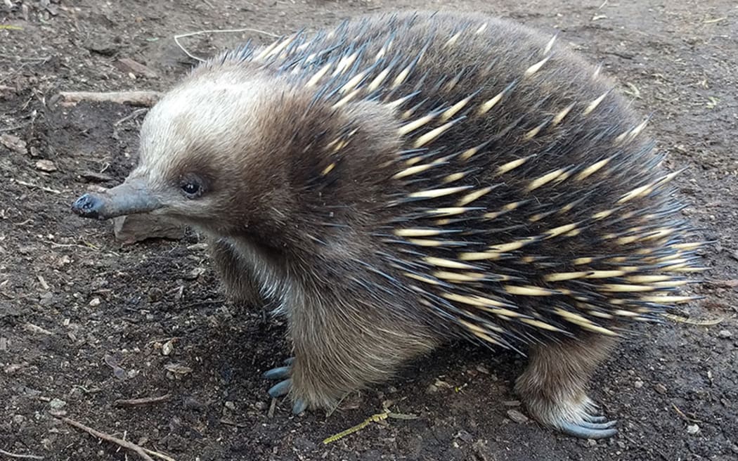 Echidna