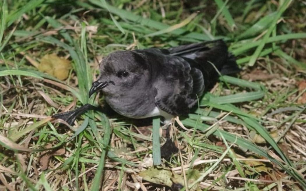 Grey-backed storm petrel, Rangatira Island, Chatham Islands. Photo by Colin Miskelly