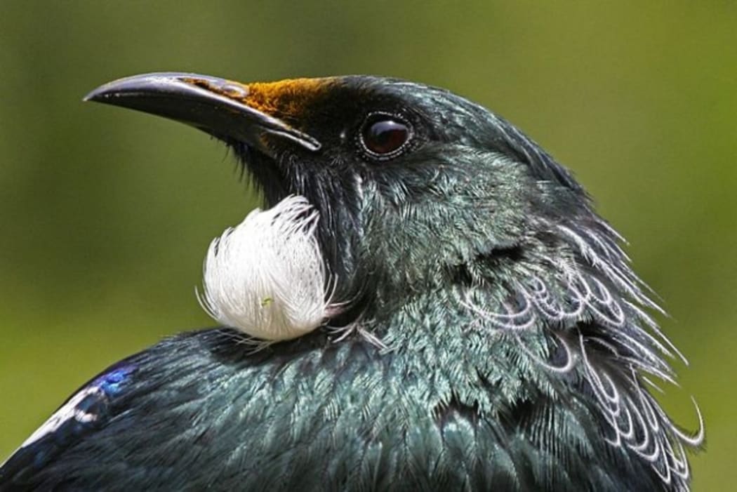 tui