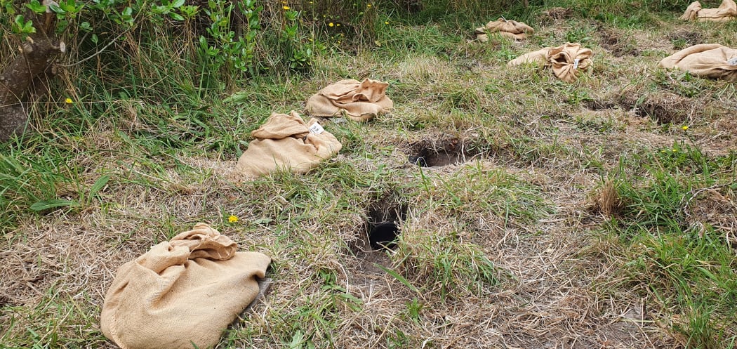 The new white-faced storm petrel colony on Mana Island consists of artificial wooden burrows with drainage tube tunnels, dug into the ground and shielded from the sun with a sand-filled sack.