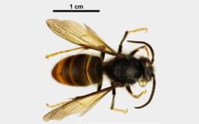 Yellow-legged hornets are an invasive species, and a danger to local honey and wild bees.