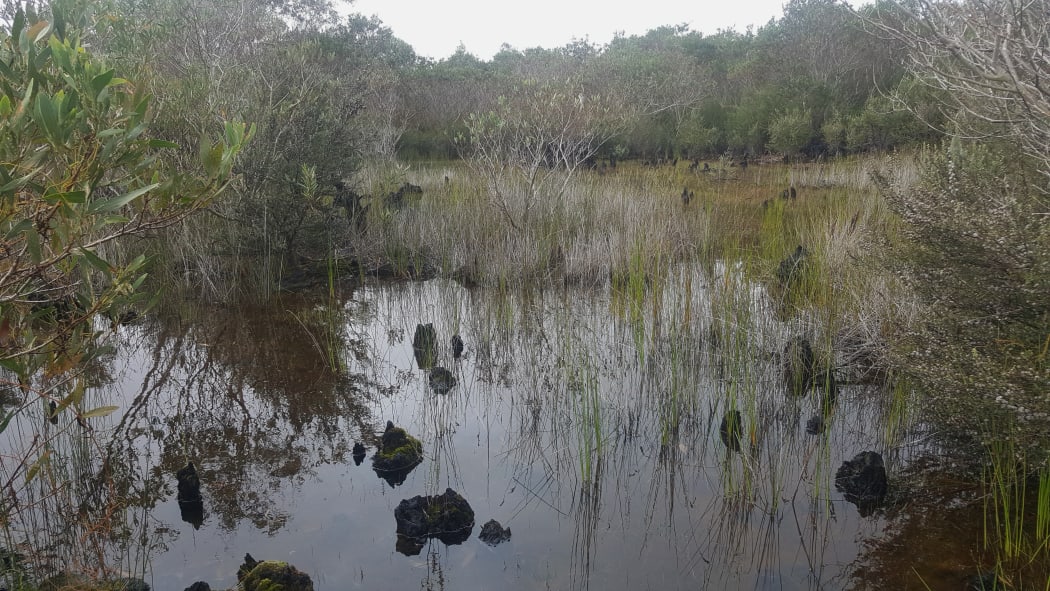 The Kaimaumau wetland that is part of the resource consent for Resin and Wax.