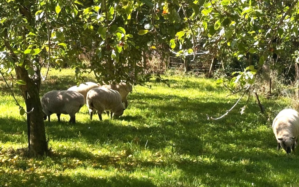 An apple orchard in dappled sunlight with sheep running underneath the trees.