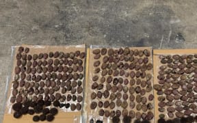 Taranaki fishery officers seized 338 pāua, 199 of which were undersized, from a closed area on Thursday night.