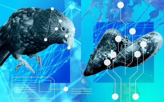 Composite of Kaka, mussels and technology.