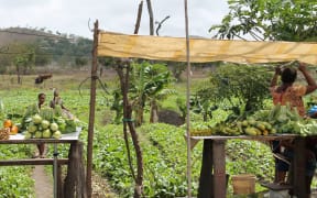 Cash cropping in Papua New Guinea.