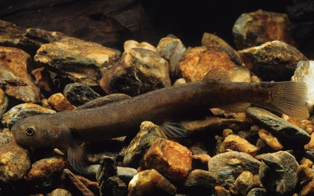 Clutha flathead galaxias