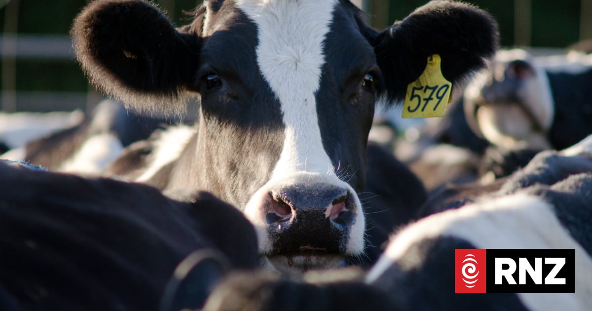 Global dairy price drop points to 'mixed market'