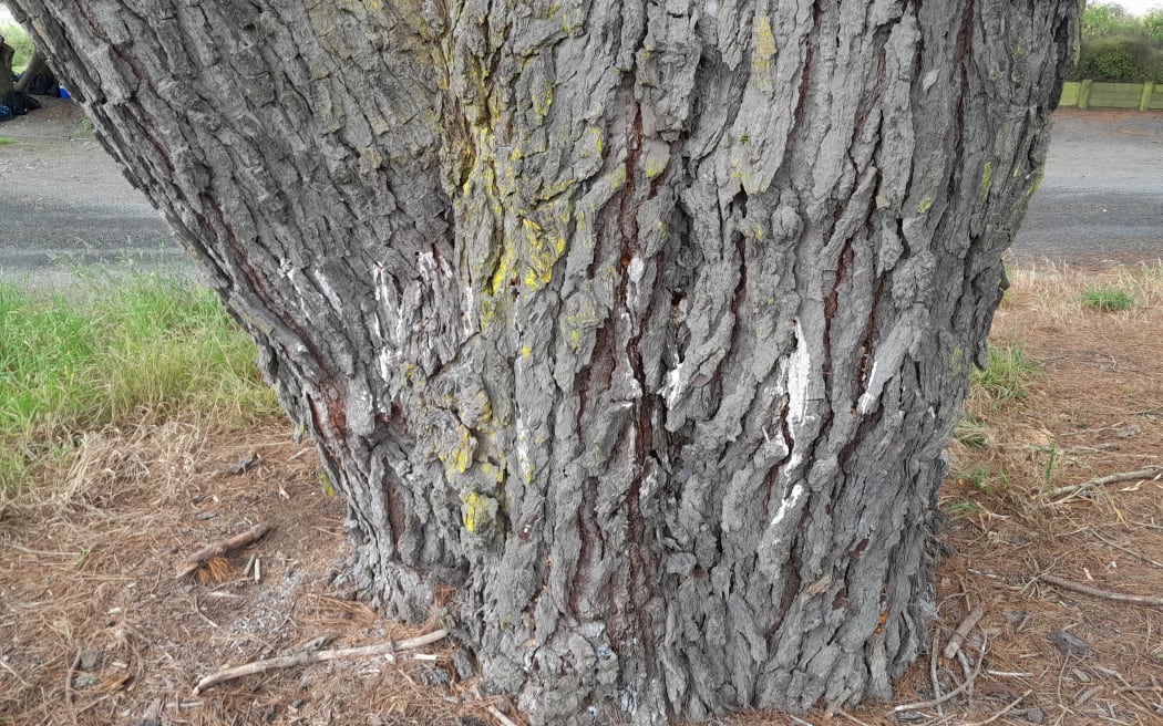 The Waimakariri District Council says it was devastated to discover one of Waikuku's hundred-plus year old pine trees on Park Terrace appears to have been targeted.