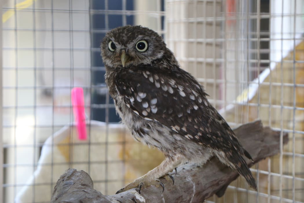Little German Owl