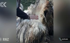 Hopes super feral sheep Suzy will claim world record