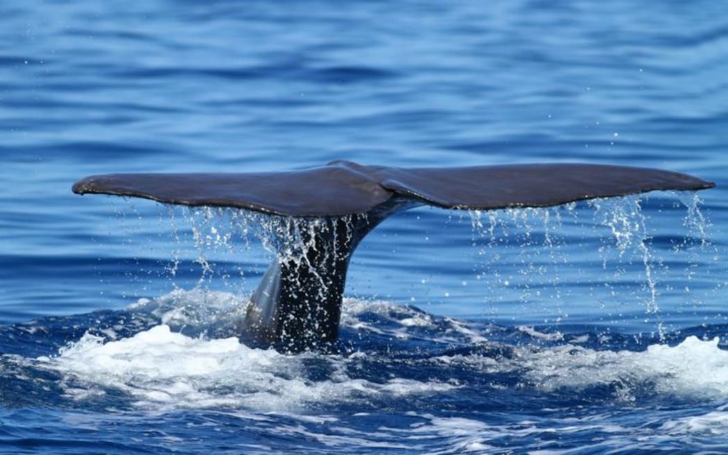 Whale