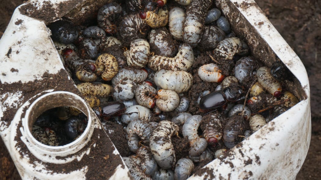 Coconut rhinoceros beetle larvae,.