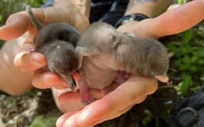 A person holds two tiny brown hoiho chicks in their outstretched hands.