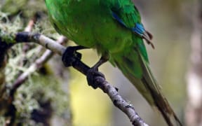 Orange Fronted Parakeet