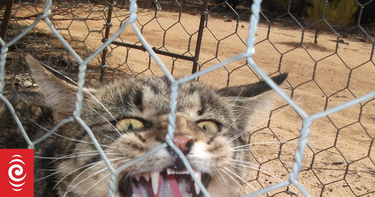 Robo pest control: New weapon in fight against feral cats | RNZ