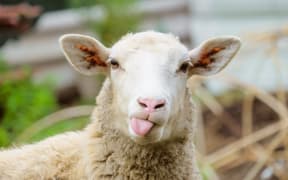 Sheep.