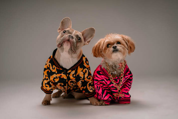 Pampered dogs in high fashion