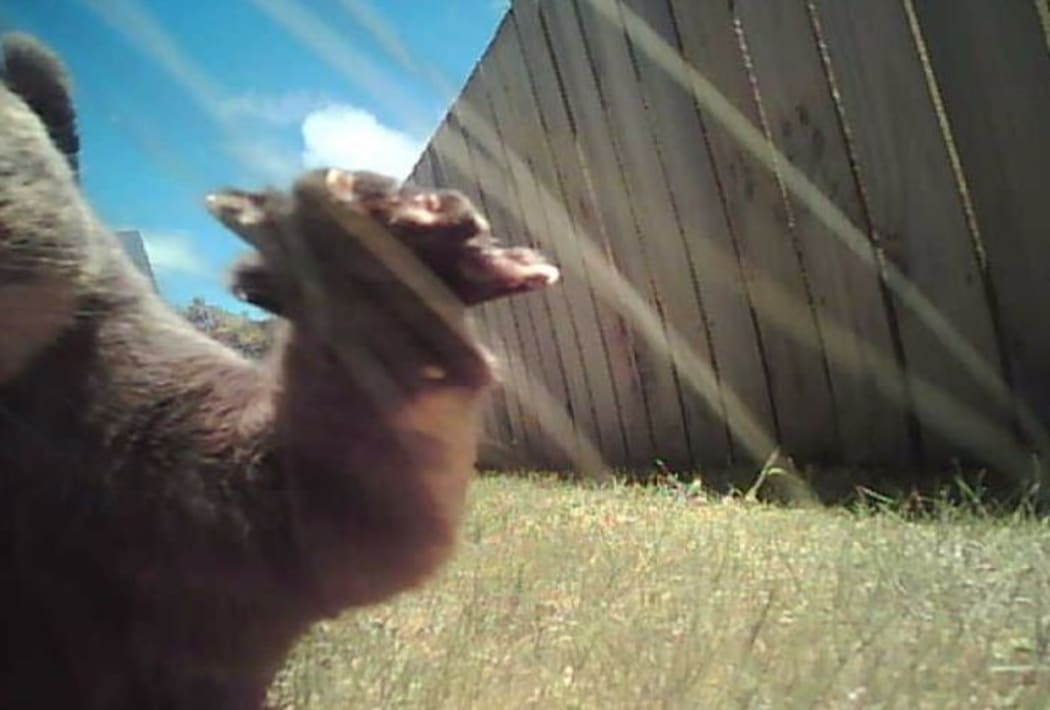 No birds or rodents were killed by cats on camera.