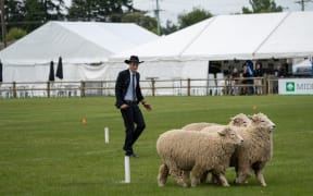 Ben Millar and King competing in the Trans Tasman Sheep Dog Trials test for the Wayleggo Cup.