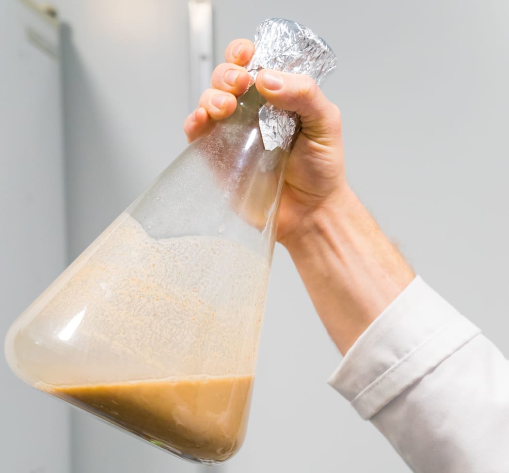 Growing local yeasts to add a distinct New Zealand flavour to beer.