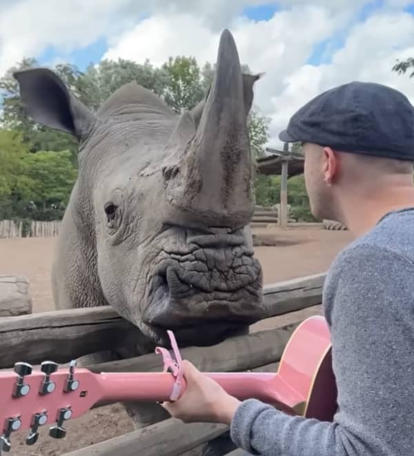 A rhino hangs its chin on a bar while listening to Plumes.