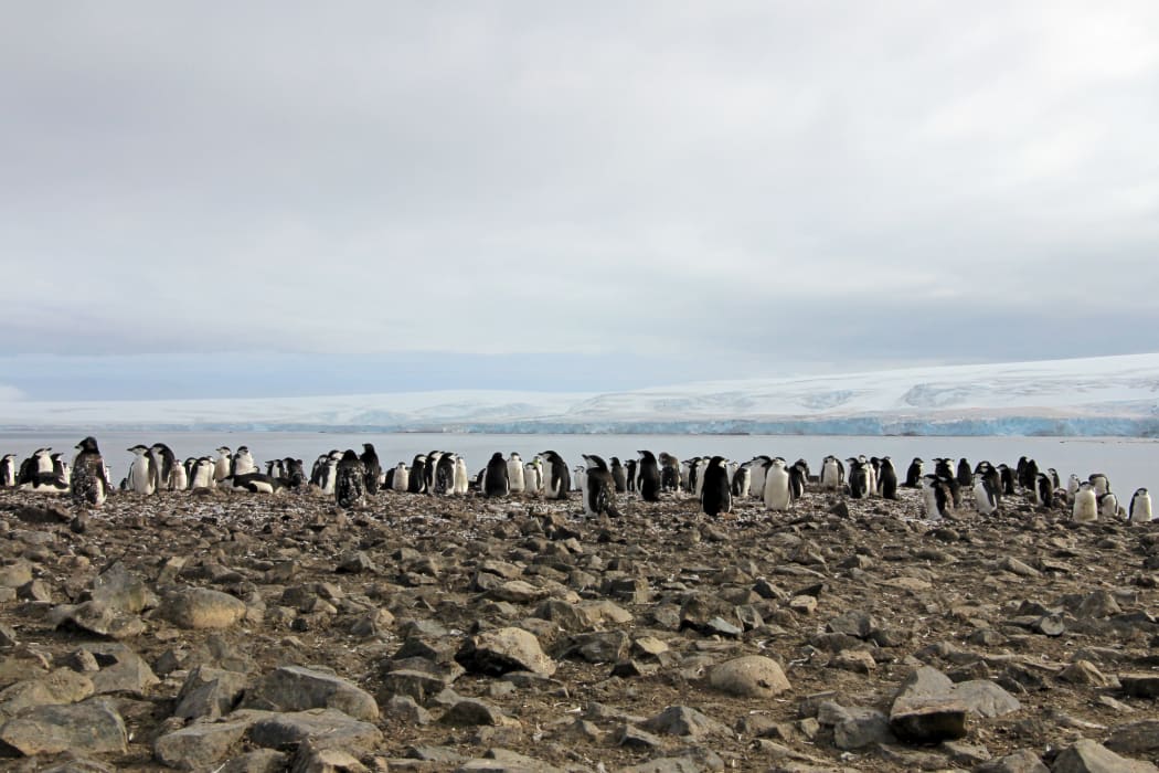Wild chinstrap penguins standing on Antarctica Peninsula.