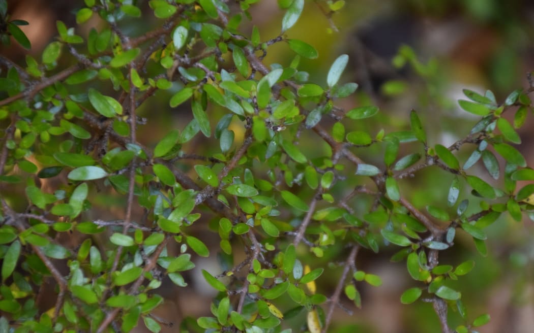 Coprosma propinqua