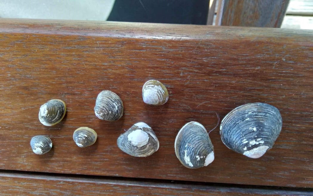 Horizons Regional Council is praising the keen eye of a central North Island lodge owner who discovered an invasive clam collection left behind by guests. Credit: Supplied via LDR (single use only)