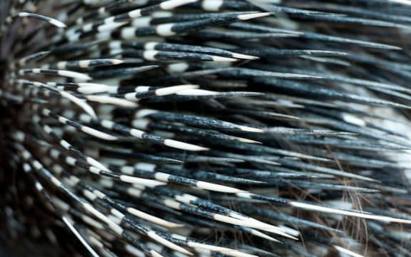 Porcupine Quills
