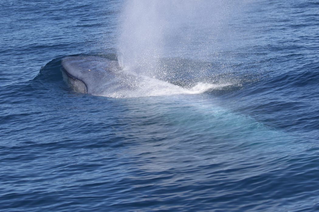 A blue whale surfaces off South Taranaki Bight.