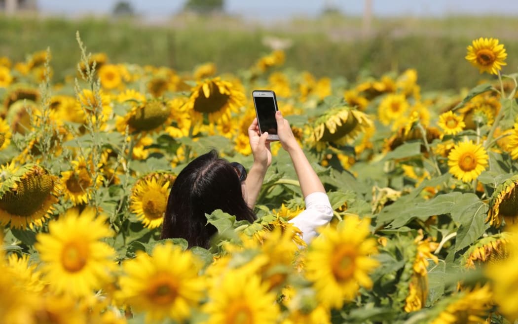 Woman takes a selfie amongst sunflowers (Helianthus annuus) growing in a farmer's field in Stouffville, Ontario, Canada, on August 15, 2020. (Photo by Creative Touch Imaging Ltd./NurPhoto) (Photo by Creative Touch Imaging Ltd / NurPhoto / NurPhoto via AFP)