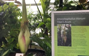 'Corpse flower', Amorphophallus titanum, at the Christchurch Botanic Gardens.