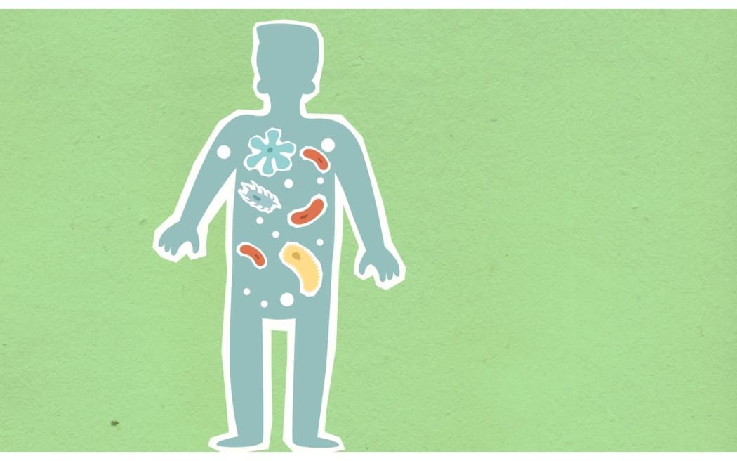 Researchers at the Liggins Institute at Auckland University believe a capsule of healthy gut bugs could change the future of obesity treatment.