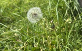 Dandelion