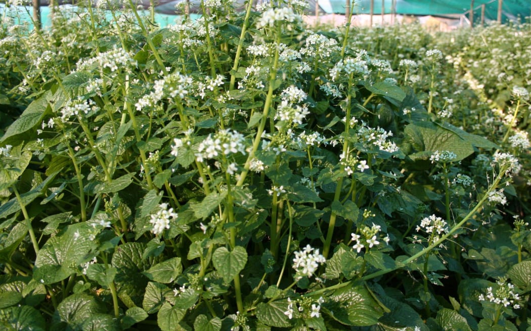 One of Fenton Wood's wasabi crops in the South Island.