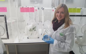 Stephanie Sopow in the secure containment lab at Scion, where she is testing how effective a parasitic wasp might be at controlling giant willow aphid.