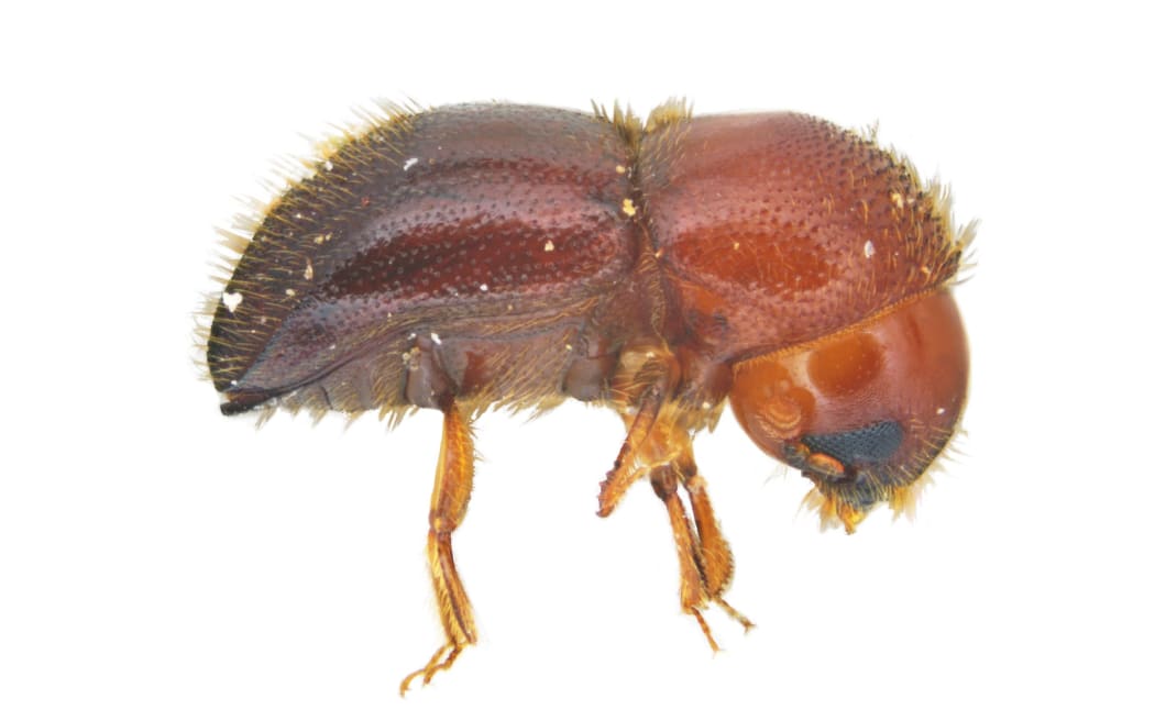 Ambrosia beetle