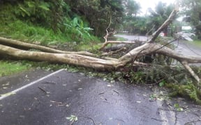 Multiple fallen trees blocking the roadway at Colo-i-Suva.