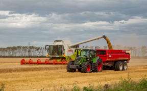 Dorie, Canterbury, New Zealand - January 19 2019: A combine harvester unloads barley into the bins in a field in summertime