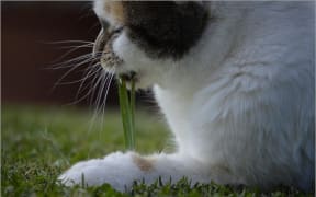 Image of a cat eating grass