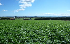 Potato fields in Pukekohe.