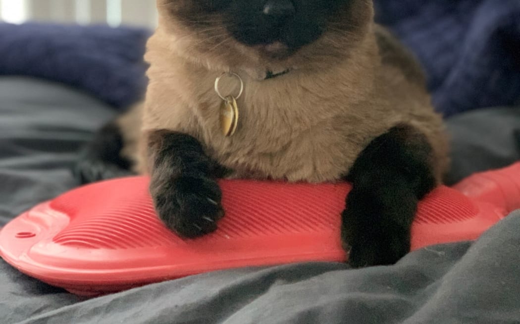 Laura McQuillan's cat Rambo.
