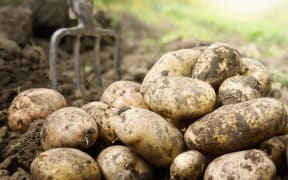 potato farming